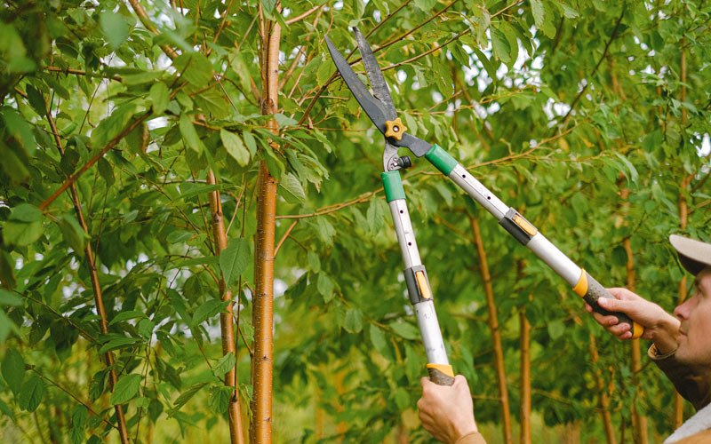 Tree trimming in Pollocksville, NC